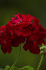 Closeup of a red flower Pelargonium with green background in the nature.