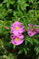 Pink Rose variety Darts Deffender flowering in a garden.