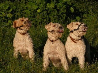 Three cute dogs wearing metal basket muzzles - dog triplets in the park, Gdansk, Poland