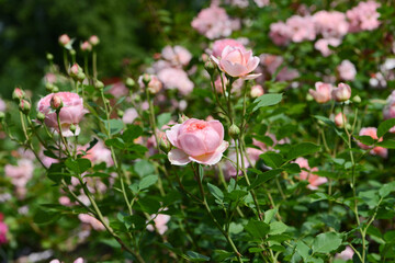 Rose variety Boscobel flowering in a garden.