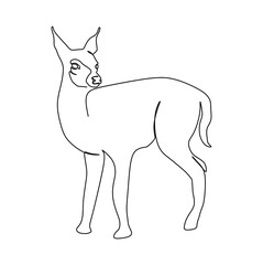 Continuous one line drawing of a Mouse Deer. Vector illustration