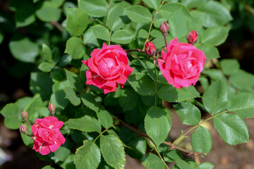 Pink Rose variety Nuits de Yong flowering in a garden.