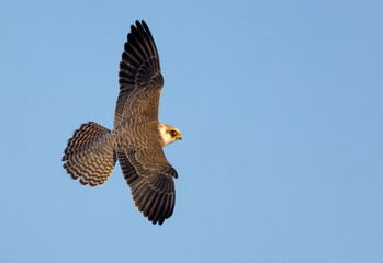 Fototapeta premium Young Red-footed falcon (Falco vespertinus) flies in blue sky with spreaded wings seen from above