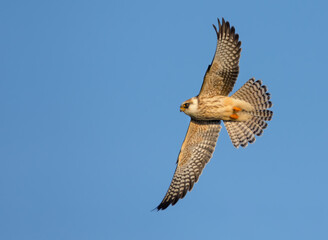 Young Red-footed falcon (Falco vespertinus) in fast flight with stretched wings and tail feathers over blue sky