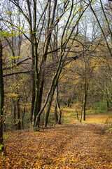 Fototapeta premium Beautiful sunny autumn landscape with fallen dry red leaves, road through the forest and yellow trees.