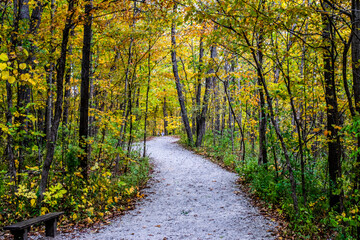 path in autumn forest