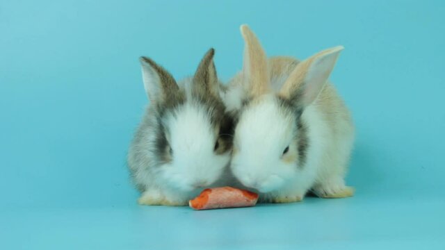 Two adorable fluffy rabbits eating delicious carrot together on blue background, feeding bunny vegetarian pet animal with vegetable
