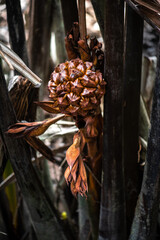 Seeds of Attap or Nipah Palm (Nypa fruticans)