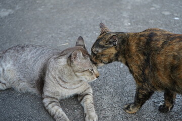 Cats friendship.
