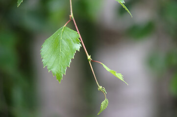 birch branch with young leaves