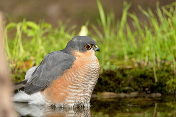 gavilán bañándose en una charca del bosque (Accipiter nisus) Ojén Andalucía España 
