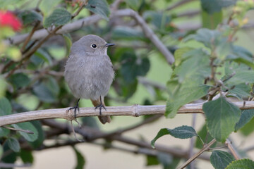 papamoscas gris posado en una rama con hojas verdes (Muscicapa striata)Marbella Andalucía España 