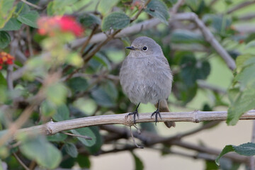  papamoscas gris posado en una rama con hojas verdes  (Muscicapa striata) Ojén Andalucía España 