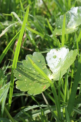 LO VERDE DE LA LLUVIA 