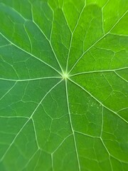 nasturtium macro