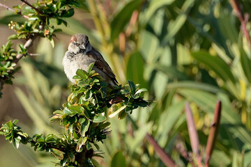 gorrión común posado en una rama del parque (Passer domesticus) Marbella Andalucía España 