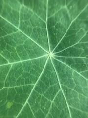 Nasturtium macro