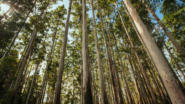 Eucalyptus forest near the city of Munar. India. Video on the move.