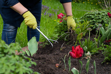 female gardener loosens soil in flowerbed among flowers for planting plants amidst a green countryside. Gardening concept. anti-stress cure concept open air free time concept. blogging concept