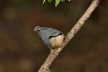 trepador azul posado en una rama seca (Sitta europaea) Ojén Andalucía  España