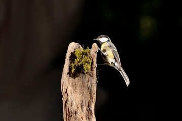  carbonero en vuelo al tronco con musgo (Parus major) Ojén Andalucía España 