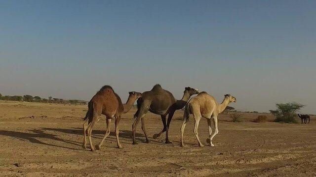 the camel trekking through the hot desert of tata morocco 