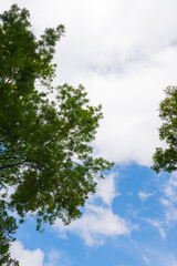 Fototapeta premium Beautiful tree and sky low angle shot. Colorful & peaceful nature. Spring or summer foliage on a sunny day.