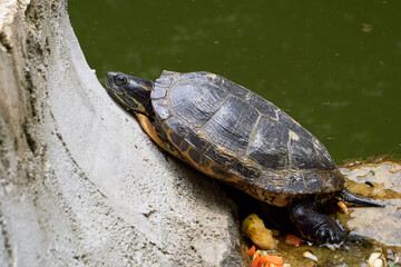 Yellow-bellied slider turtle (Trachemys scripta scripta)