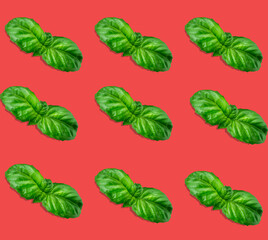 top view flat lay pattern basil leaves on a red background