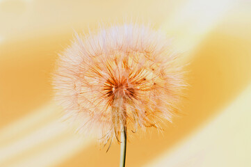 Creative summer concept with white dandelion inflorescences and shadow on pastel background.