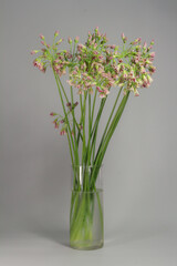 Chives or Allium schoenoprasum blooming flowers in glass vase on gray background, selective focus