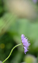 Petite fleur sauvage