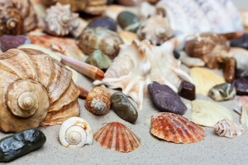 Seashells, sea stars, coral and stones on the sand, summer beach sea background travel concept.