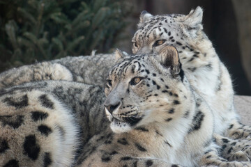 Two snow leopard looking off in the same direction