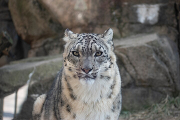 A snow leopard looking straight on