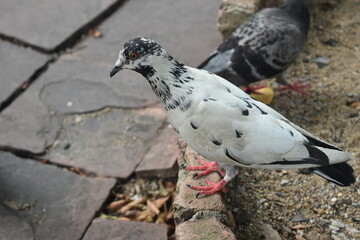 white pigeon on the ground