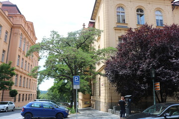 A small street with green and red trees in Prague on a hot, Sunny summer day.
