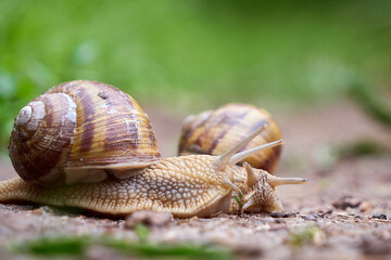 Two Snails crawling on soil after rain ( Helix Pomatia )	