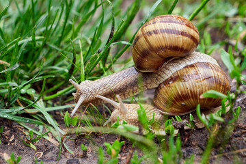One snail climbing another snail ( Helix Pomatia )	