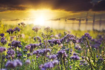 Purple flowers in field at sunset, evening meadow, dramatic sky