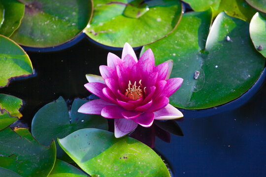 pink water lily on the water with leaves