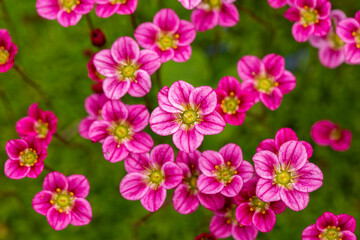 Bright pink saxifrage flowers form a beautiful pattern. Background of flowers.