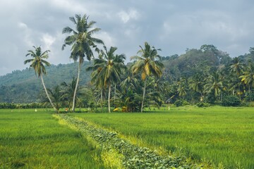 Fototapeta na wymiar Tropical field and palms landscape. Nature background.