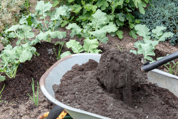 Fertilizing broccoli plants. A gardener mixes humus-rich compost soil with mineral primary rock flour consisting exclusively of diabase or basalt. Minerals to protect the plants against diseases and p