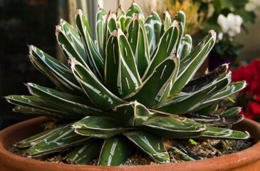 Natural texture. Succulent plants. Close up of an Agave ferdinandi regis stripped long green leaves with thorns.