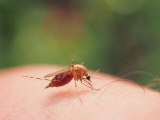 A mosquito sits on a person's skin and sucks blood.