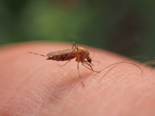 A mosquito sits on a person's skin and sucks blood.