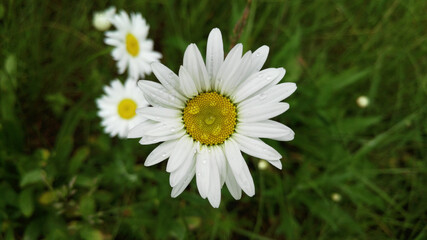 Obraz premium Big beautiful camomile in drops after the rain. Wildflowers. Juicy, bright greens. High quality photo