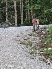 deer in the woods