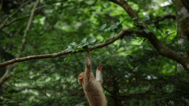 4K singes dans les arbres qui joue 50 fps